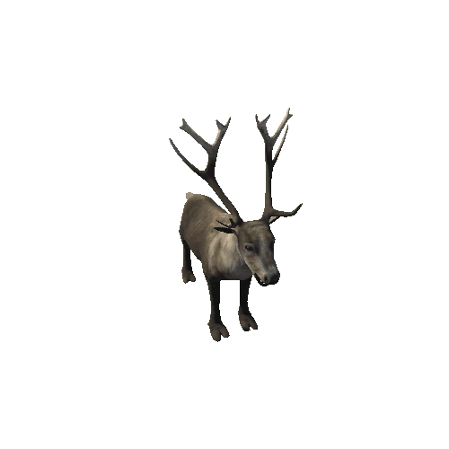 Reindeer_RM_FV _LP